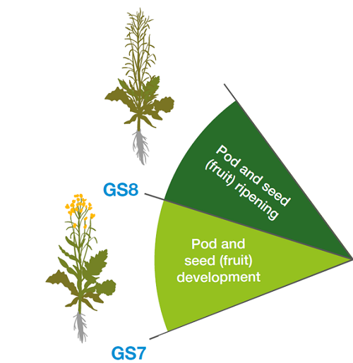 Seed development in oilseed rape (GS7–8)